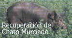Save the Chato Murciano Pig
